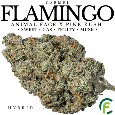 Flamingo