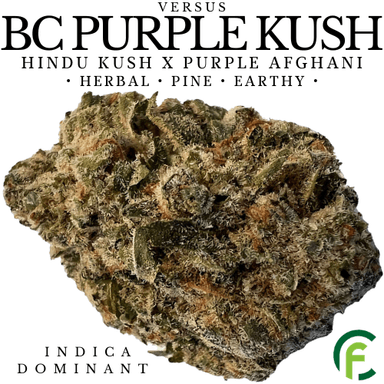 BC Purple Kush